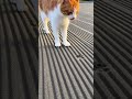 【ショック】完璧に均した砂が…猫の一直線で終了🐱🐾😂#cat #cute #footprints #construction #japan @chiero_piero