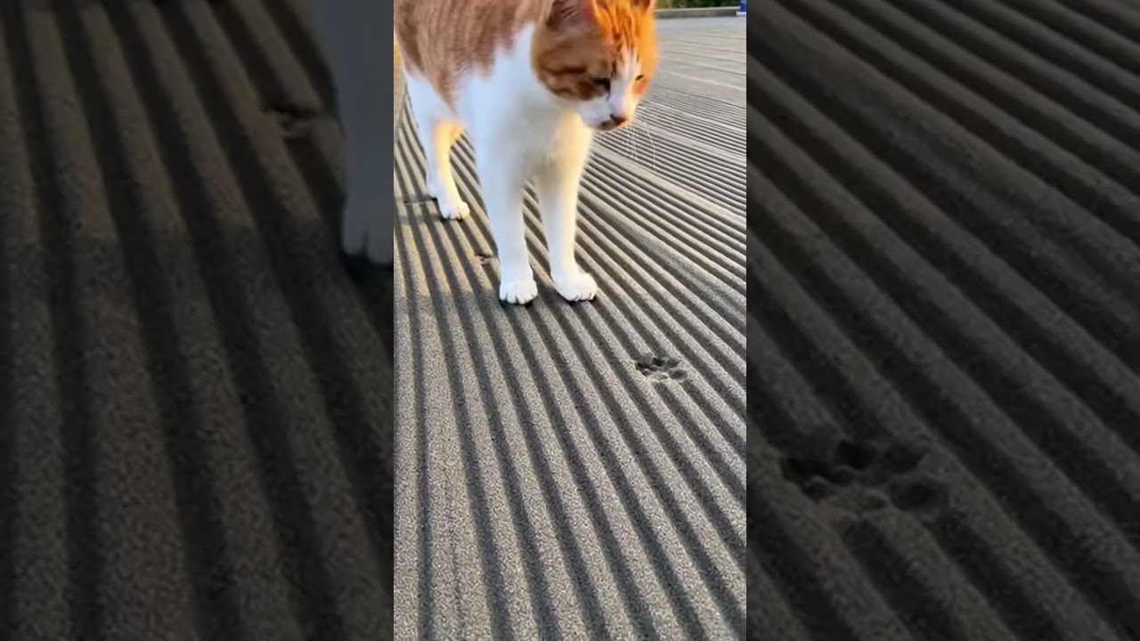 【ショック】完璧に均した砂が…猫の一直線で終了🐱🐾😂#cat #cute #footprints #construction #japan @chiero_piero