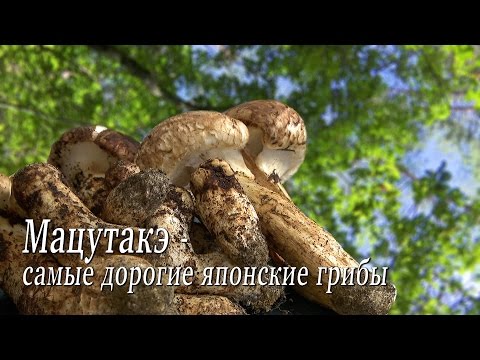 Факты: Самые дорогие в мире грибы - Мацутакэ, Или грибной суп по невероятной цене.