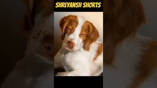 Brittany is a very happy and intelligent dog || Shreyansh shorts