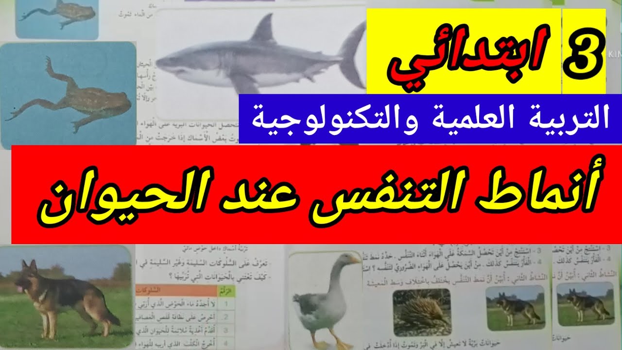 أنماط التنفس عند الحيوان  تنفس مائي تنفس هوائي الثالثة ابتدائي