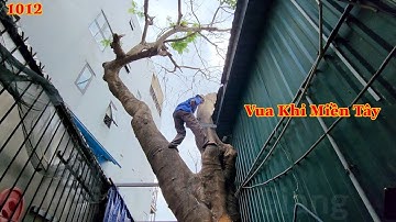 Cây Phượng nằm ở vị trí khó . Vua Khỉ đã cưa hạ gốc ra sao ? (1/2) Cutting tree flower flamboyant .