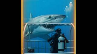 Shark 🦈 fact video 📸 #shark #trending #short #youtubeshorts