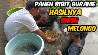 PANEN BIBIT GURAME WARGA JEMBER HASILKAN PULUHAN JUTA PERBULAN || BUDIDAYA IKAN GURAME