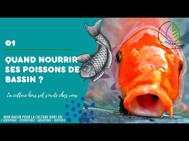 Vacances poisson rouge ! Comment nourrir ses poissons pendant les