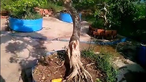 Cây nguyệt quế giáng long vườn 1000 cây Tiền Giang