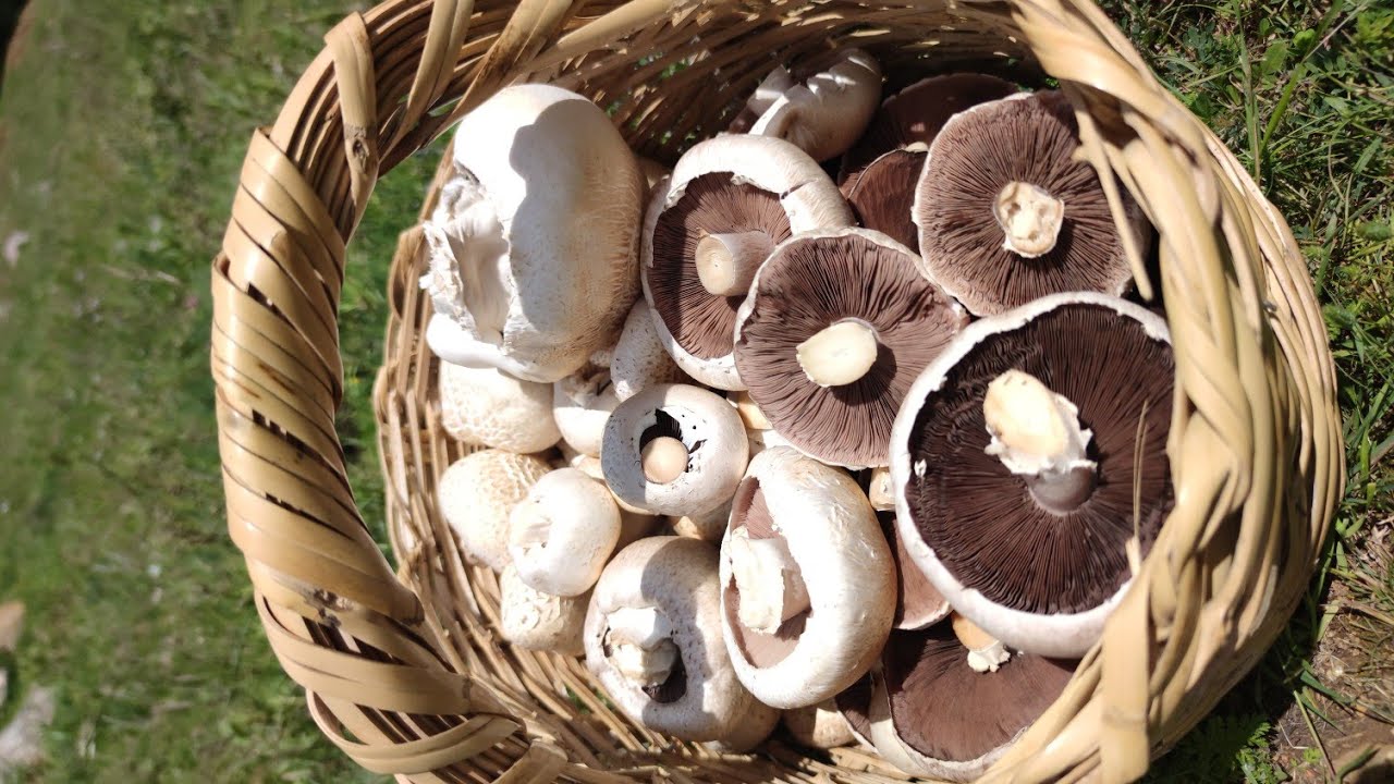 Yaylada kuş sesleri eşliğinde çayır mantarı, içikızıl topladım (Button Mushroom)