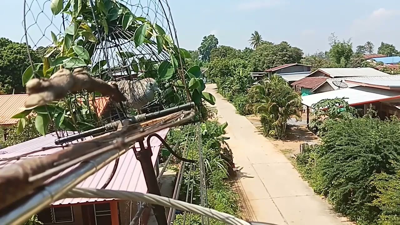 ต่อนกเขาชวา อ.พิมาย🐦เจ้าดอลล่า🐦