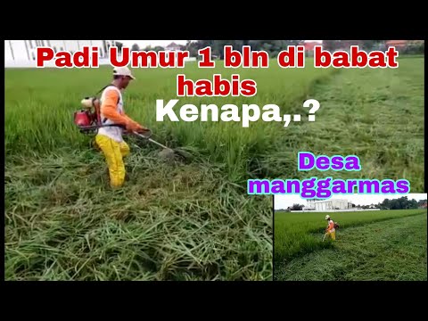 #viral  ,..!! WARGA MANGGARMAS RELA BABAT TANAMAN PADI NYA YG BARU UMUR 1 BULAN KENAPA,.?