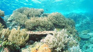 Rinca Island & Komodo 　コモド　ダイビング　２０１７