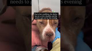 Update: Thanks to your fast and compassionate response,  #urgent #emergency #pittie #pittielove