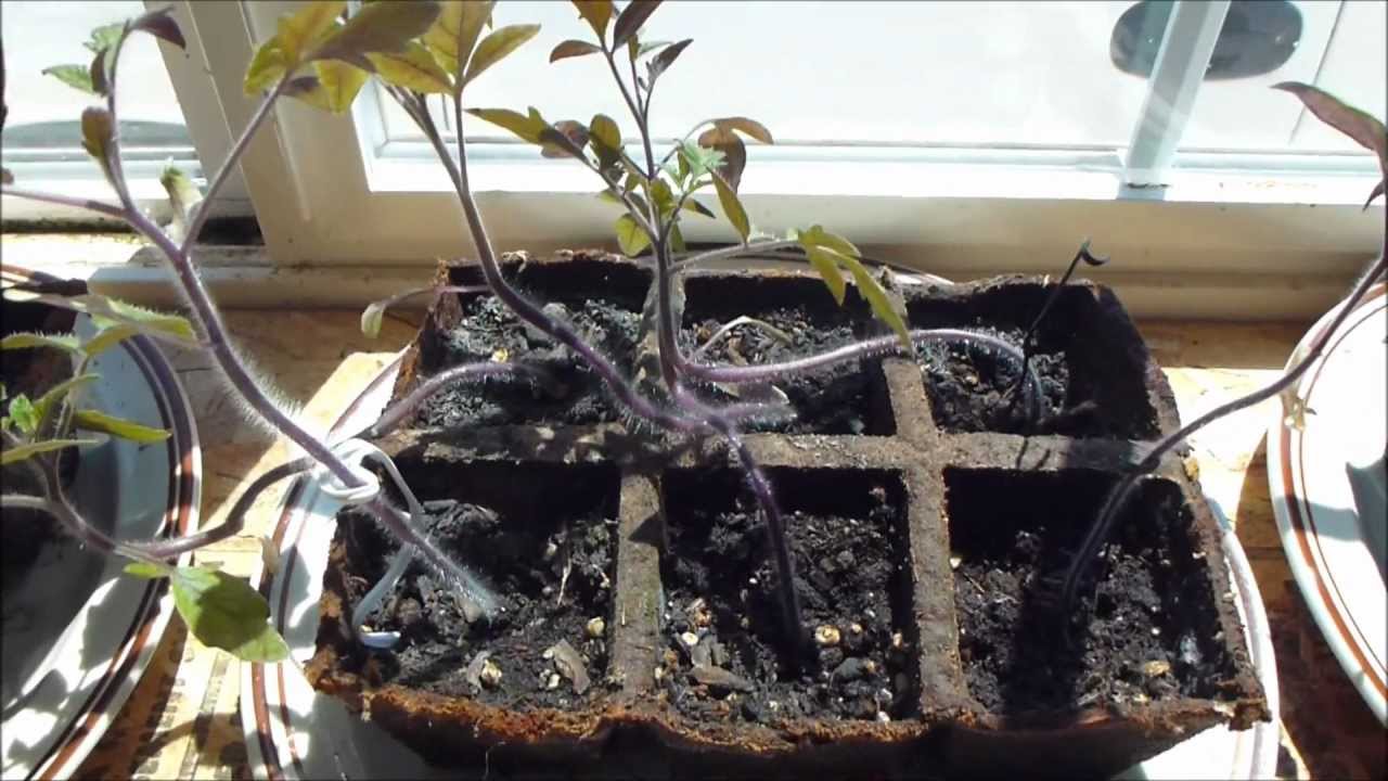 Part 6 The Effect of Music and Vibration on Plant Growth YouTube