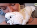 Sick Bird Mom of 11 Rescue Parrot&#39;s Heartbreaking Thank you to The Bird Community
