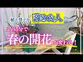 【超簡単💡】植え替えできなかった鉢バラ救済、土のリカバリー術✨