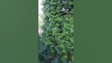 Важно ☝ На каком расстоянии от забора сажать туи 🌲🌲🌲