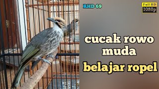 anakan cucak rowo ropel | pancingan & masteran burung