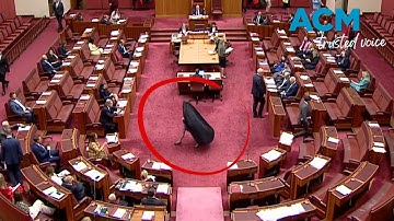 Pauline Hanson suspended from senate after second burka stunt