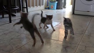 Kittens, Linus, Humphrey and Harriet have gimbal practice.