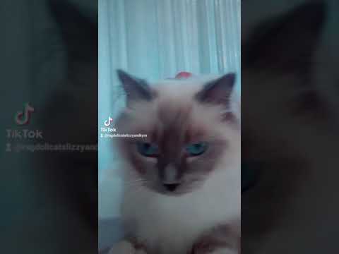 فيديو: Ragdoll Cat Cat تولد هيبوالرجينيك ، الصحة والحياة