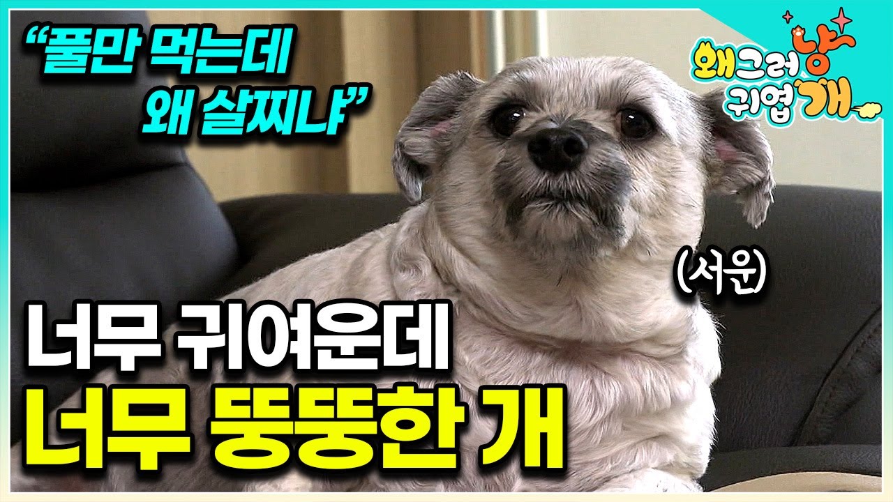 “너 이거 어떡할 거야” 설쌤 만나자마자 한 소리 듣고 뚱무룩한 초초초고도비만 개. 살에 묻힌 늑골 찾느라 고군분투하는 설쌤│#왜그러냥귀엽개