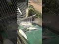Radish Washing Machine|Brush Roller Radish Washing Machine|Máy rửa củ cải|เครื่องล้างหัวไชเท้า|무 세척기