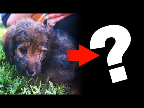 puppy-transformation-update!-(super-cooper-sunday-#89)