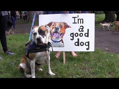 Video: Meer staten die dierenmishandelaars mandateren om zich als overtreders te laten registreren