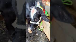 170000/- ki gaye 😮 #cow #gircowgujaratbhavngar #dairyfarm #farming #dairyherd #baffalo #dairyfarm