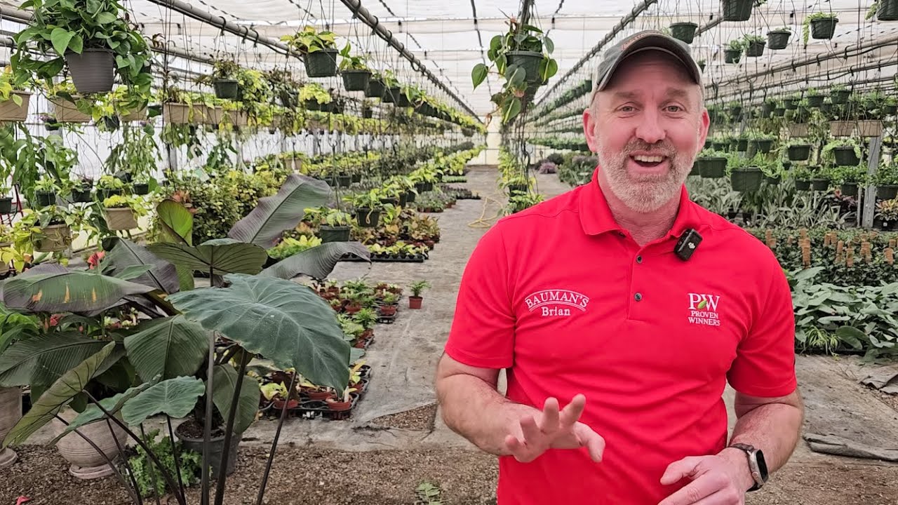 Houseplant Pests: simple ways to identify and get rid of them! (aphids, mealybugs, and mites)