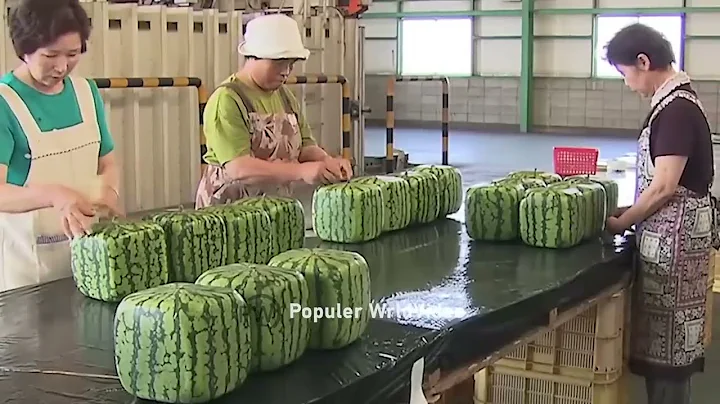 This is how China produces 100 million watermelons. Watermelon production. - DayDayNews