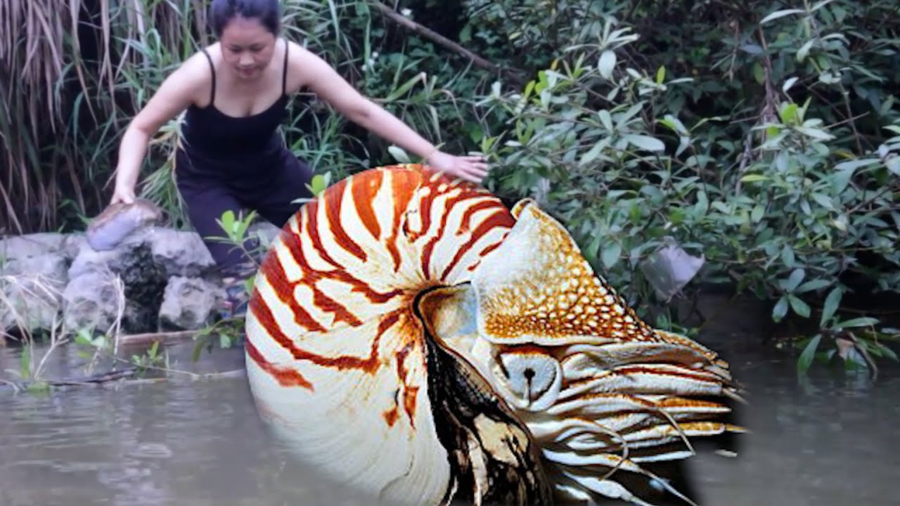 😱👑  Three giant clams from 1250, wrapped in dazzling and charming blue pearls and gemstones
