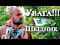 Сливова плодожерка. Яблунева плодожерка. Захист саду від плодожерки.