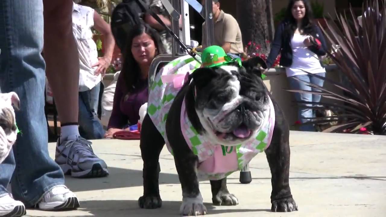 St Pats Dog Costumes (in 2009) - YouTube