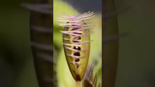 Venus flydrap catches fly