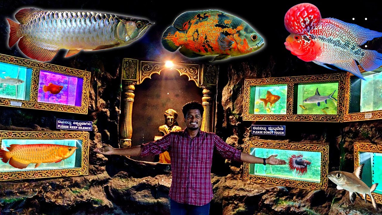 Mysore Fish Aquarium🦈 🐡 மைசூர் மீன் கண்காட்சியில் உள்ள மீன்கள்🐠🥰 Vijay Vlogs YouTube