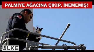 Ağaçta Mahsur Kalan Kediyi Itfaiye Ekipleri Kurtardı