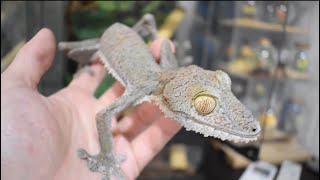 ★★ヤモリ 新人のヤモリたちにひたすら餌やり! - YouTube