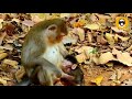 Poor monkey babies alba  anissa abused by cruel mother anna  part 1