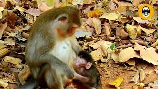 Poor monkey babies Alba | Anissa abused by cruel mother Anna | Part 1