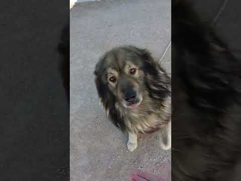cute dog