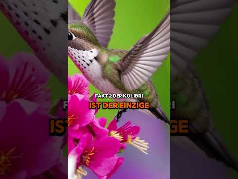 Video: Erstaunlicher Wundervogel Seidenschwanz