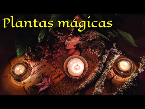 PLANTAS MÁGICAS en la Wicca, las 9 IMPRESCINDIBLES en el ARMARIO DE BRUJA 🌿💫 La botánica oculta
