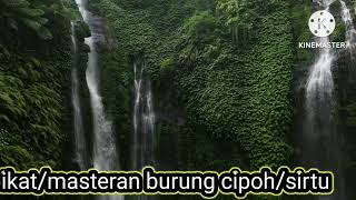 Download Lagu suara pikat/masteran burung cipoh/ surtu MP3