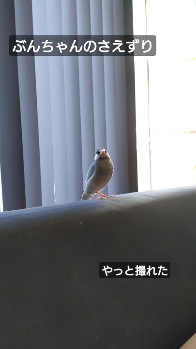 さえずり YouTube