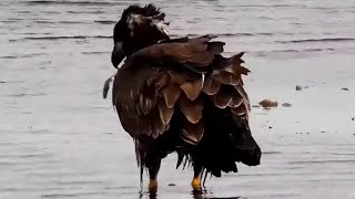 Mississippi River Flyway Cam. Young Eagle, a stick and a feather - explore.org 11-10-2021