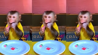Baby monkey cute review random | May 2024 🐵😆 ASMR 85