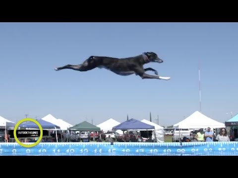 Video: Dog Sports 101: Dock Diving