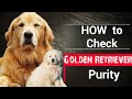 How to check Pure Golden Retriever | गोल्डन रिट्रीवर की पहचान कैसे करें | By Dr. Dog