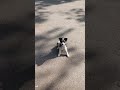 Dog on road  #