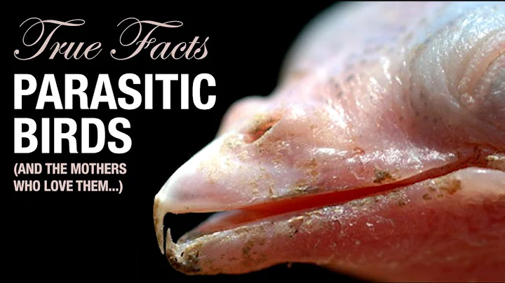 True Facts: Parasitic Birds